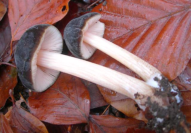 Prima  dell�era  glaciale